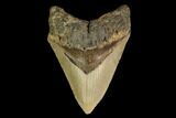 Fossil Megalodon Tooth - North Carolina #147772-1